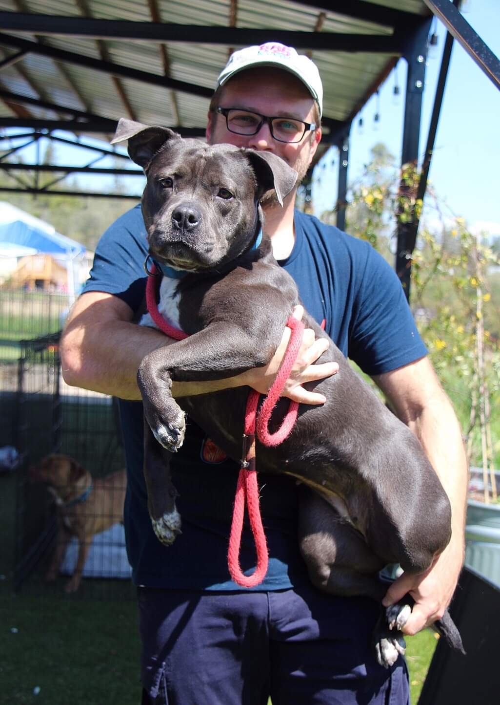 Boujee, an adoptable Pit Bull Terrier in Cool, CA, 95614 | Photo Image 3