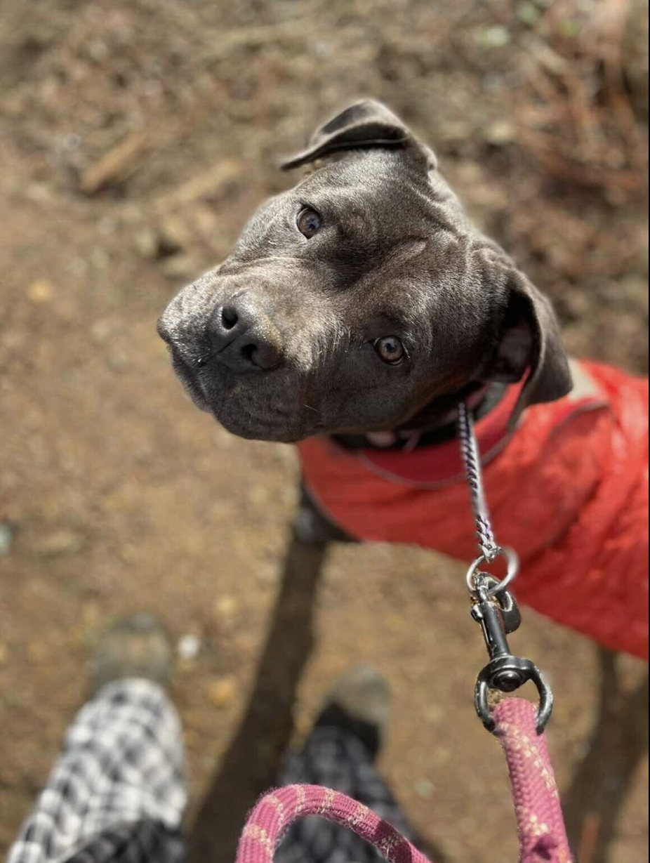 Boujee, a Adoptable Pit Bull Terrier in Cool, CA image 4/5