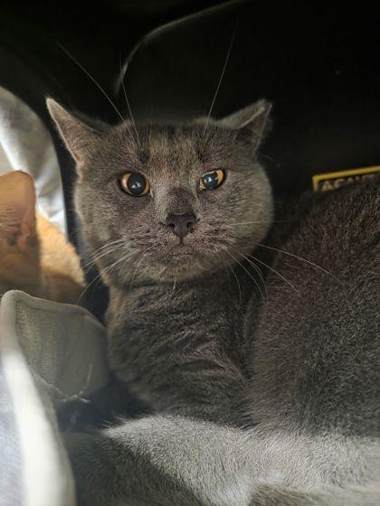 Grayson, Adoptable, Adult Male Domestic Short Hair & Domestic Short Hair.