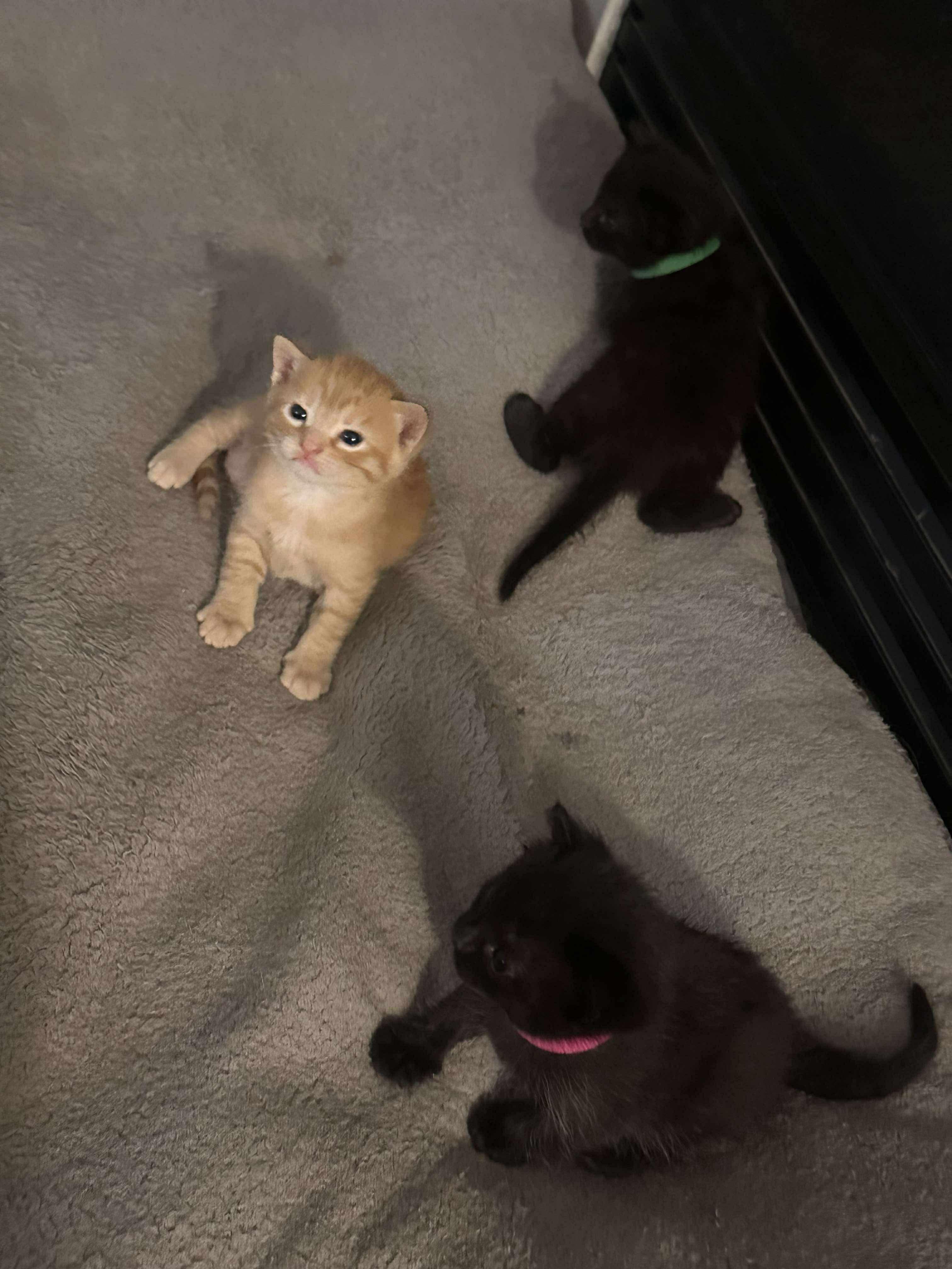 Cedar, Adopted, Young Male Domestic Short Hair.