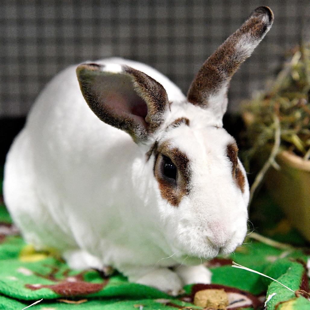 Enlarge Nick Cannon, a Adoptable Mini Rex in York, PA image 1/6