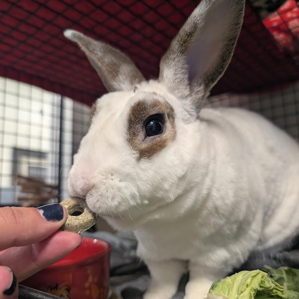 Enlarge Nick Cannon, a Adoptable Mini Rex in York, PA image 2/6