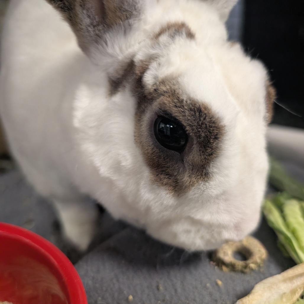 Enlarge Nick Cannon, a Adoptable Mini Rex in York, PA image 3/6