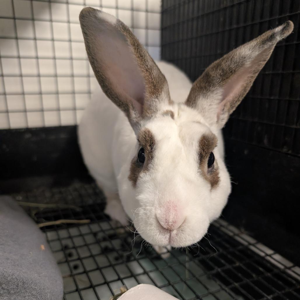 Enlarge Nick Cannon, a Adoptable Mini Rex in York, PA image 4/6