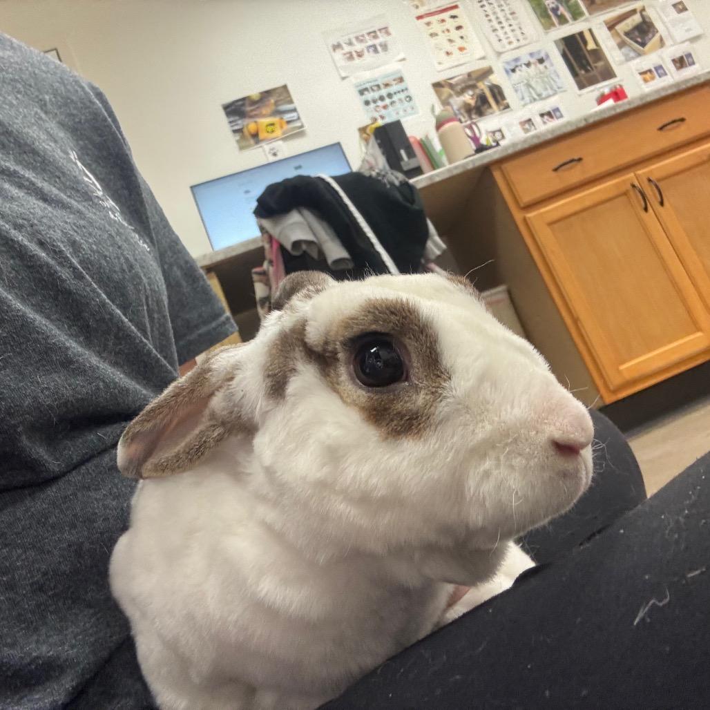 Enlarge Nick Cannon, a Adoptable Mini Rex in York, PA image 5/6