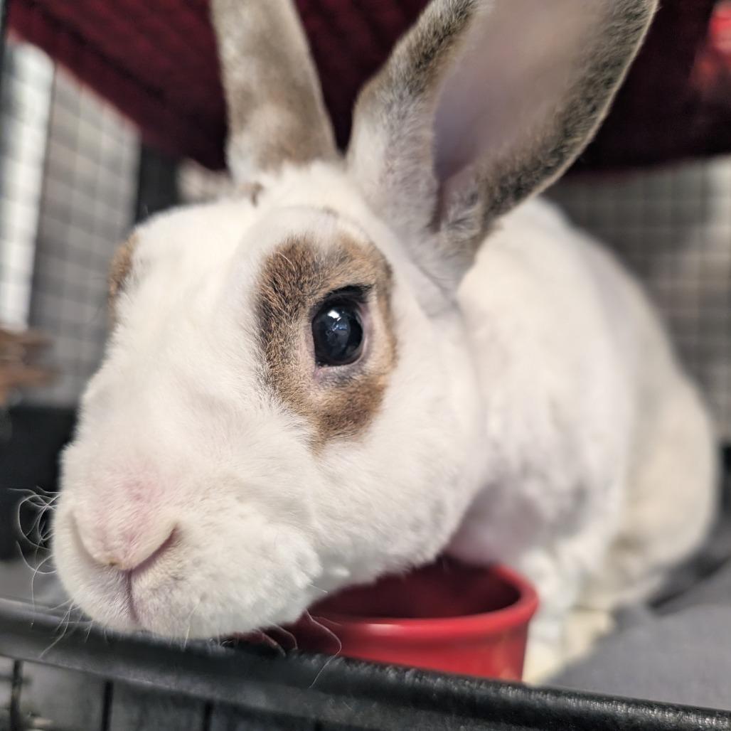 Enlarge Nick Cannon, a Adoptable Mini Rex in York, PA image 6/6
