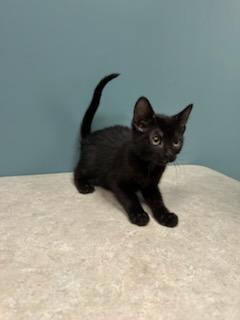 #675 - Vendetta, Young Female Domestic Short Hair