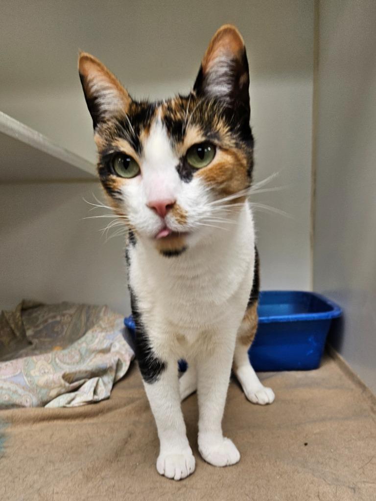 Leaf/Calliope (e fairview), a Adoptable mixed breed in Johnson City, TN image 2/3