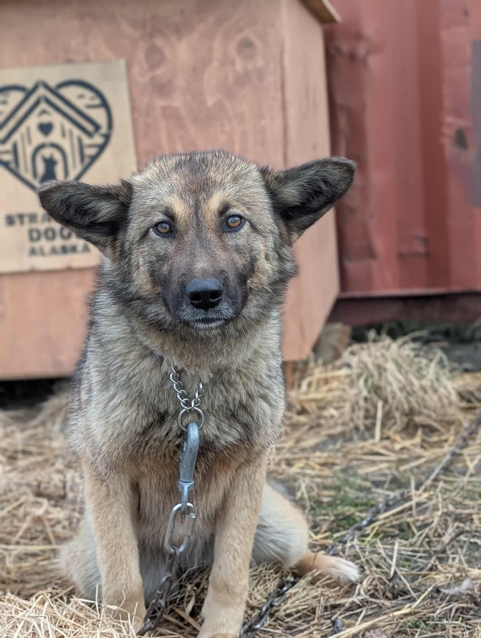 Enlarge Lola, an adopted German Shepherd Dog in Bethel, AK image 1/1