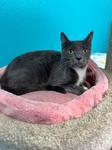 Enlarge Gardenia, a Adoptable Domestic Short Hair in Chico, CA image 1/1