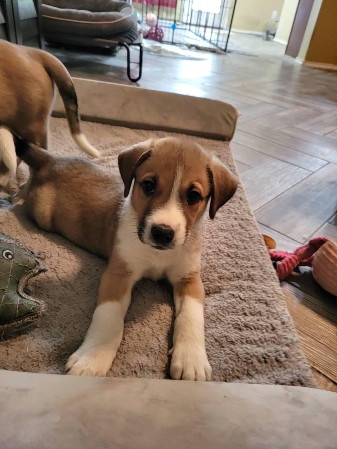 Cabo SH, an adopted mixed breed in Austin, TX image 2/3