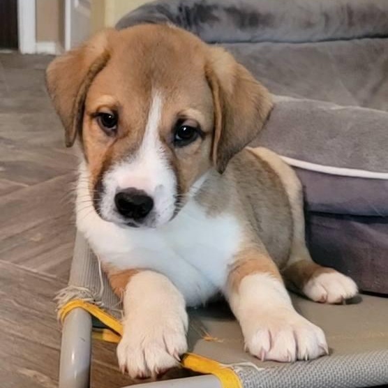 Cabo SH, an adopted mixed breed in Austin, TX image 1/3