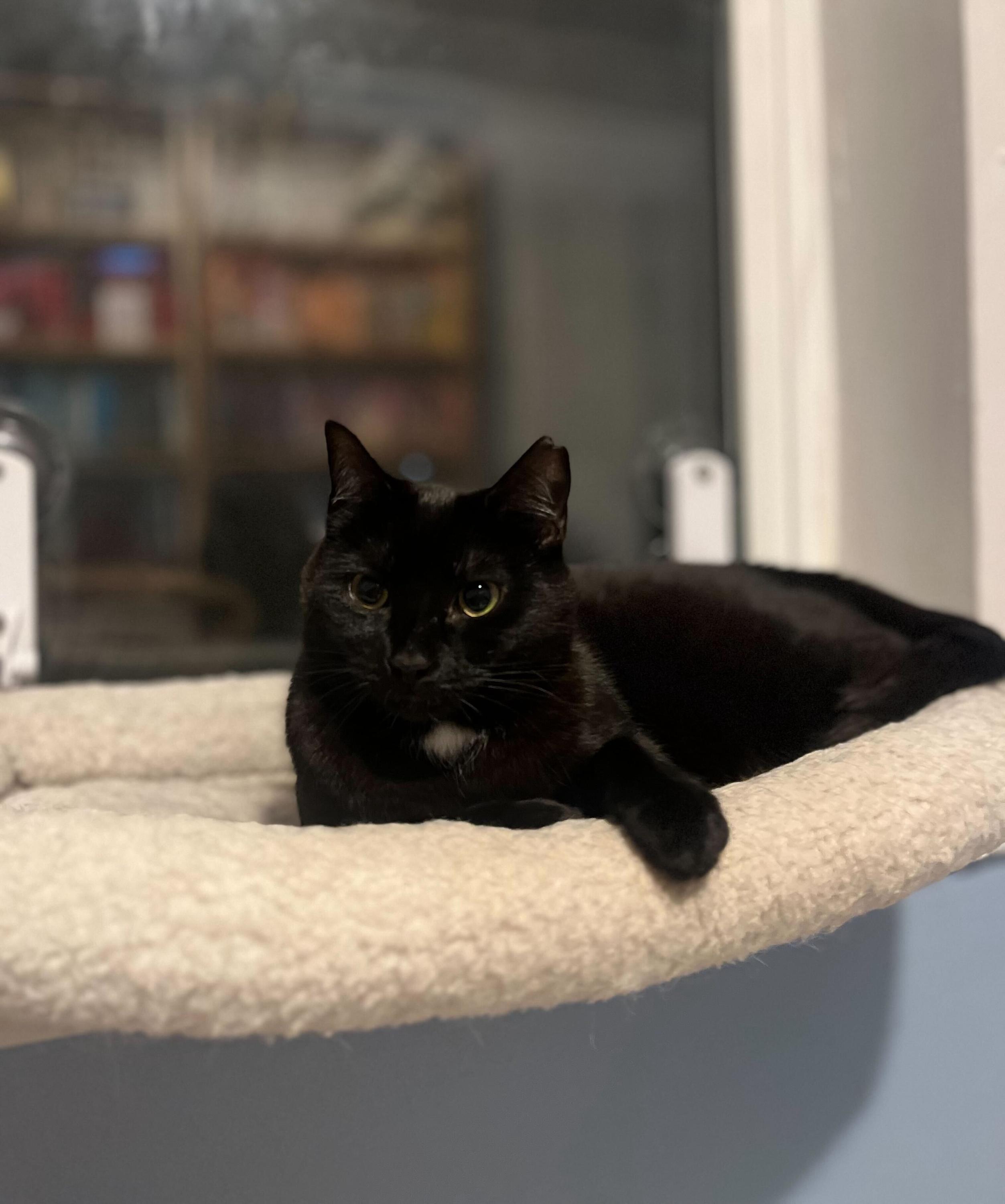 Enlarge Linda and Loonette, an adoptable Domestic Long Hair in Seattle, WA image 6/6