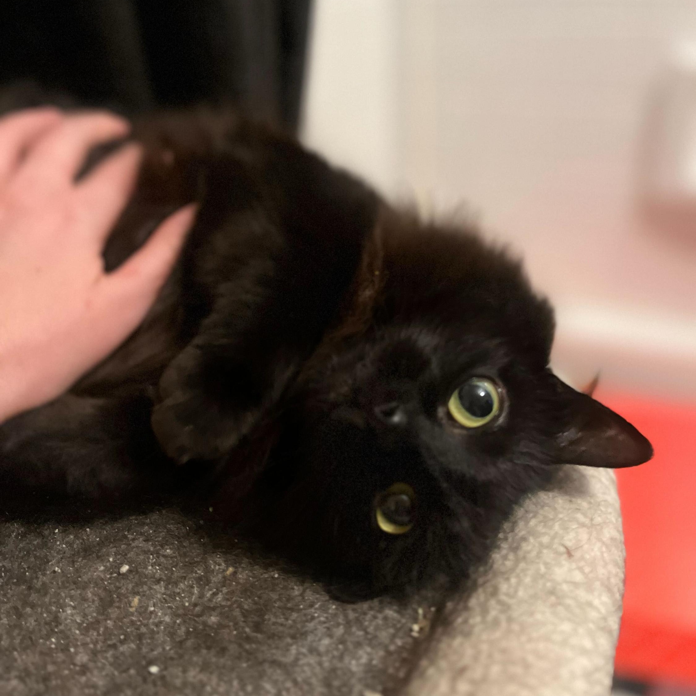 Enlarge Linda and Loonette, a Adoptable Domestic Long Hair in Seattle, WA image 5/6