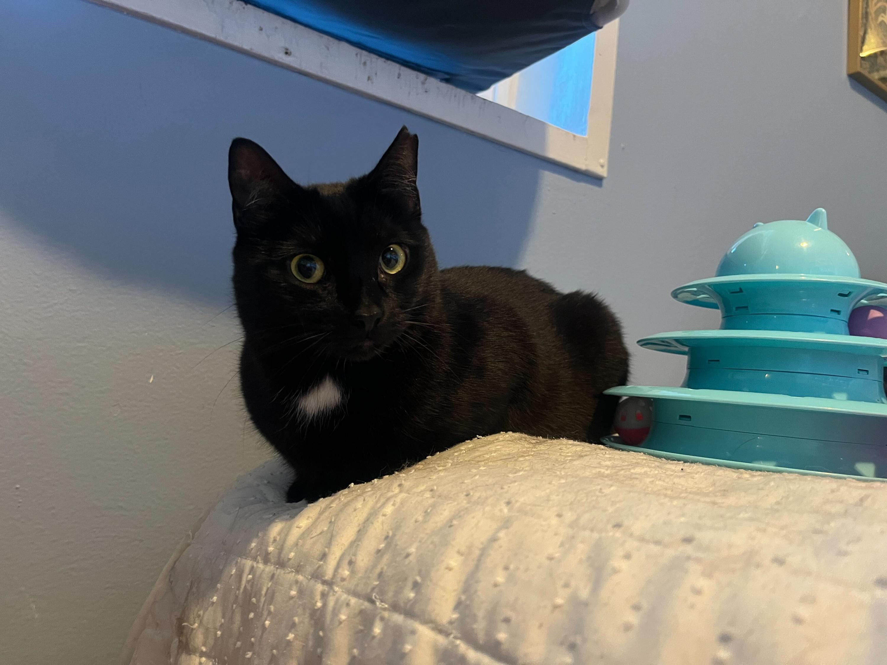 Enlarge Linda and Loonette, an adoptable Domestic Long Hair in Seattle, WA image 5/6