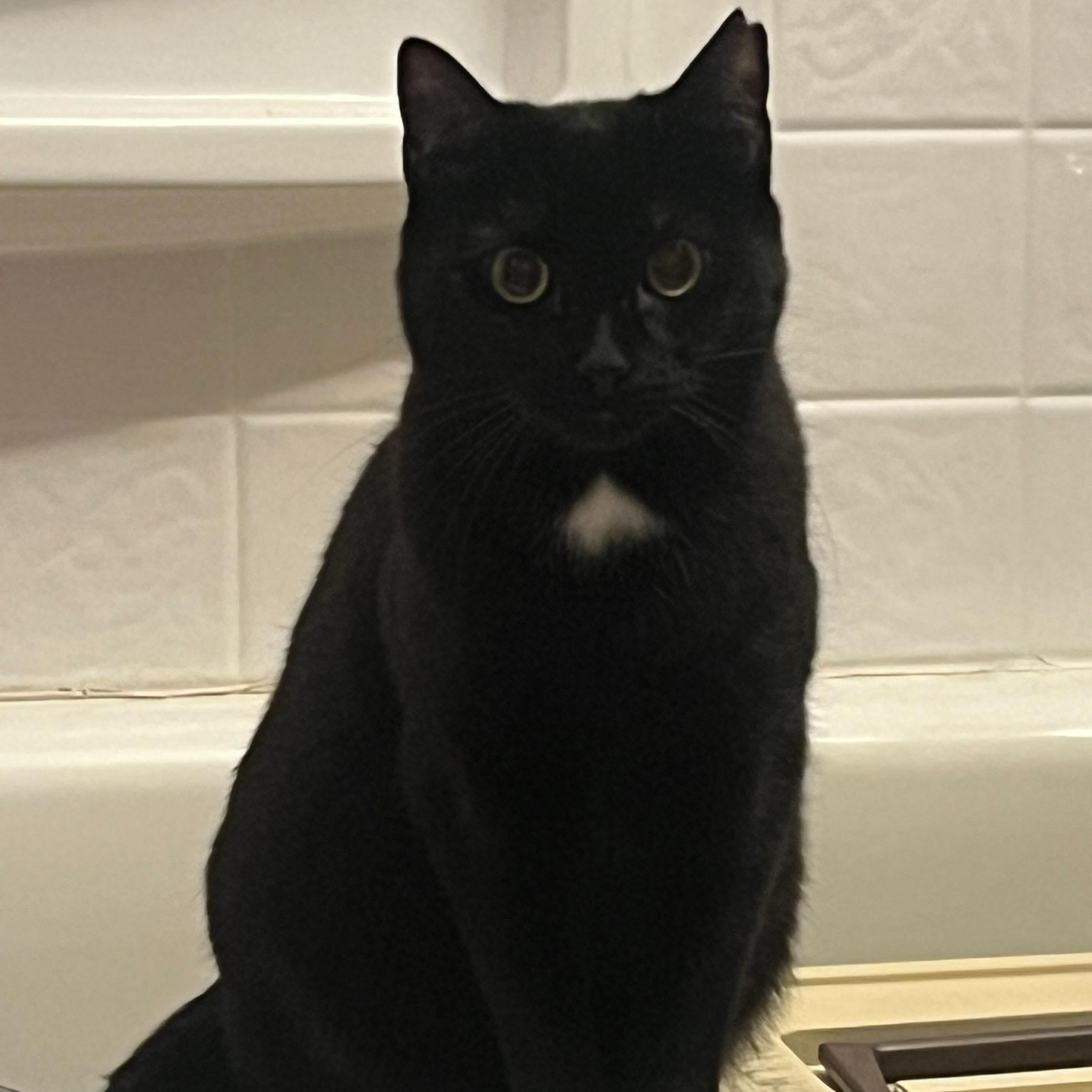 Enlarge Linda and Loonette, a Adoptable Domestic Long Hair in Seattle, WA image 3/6