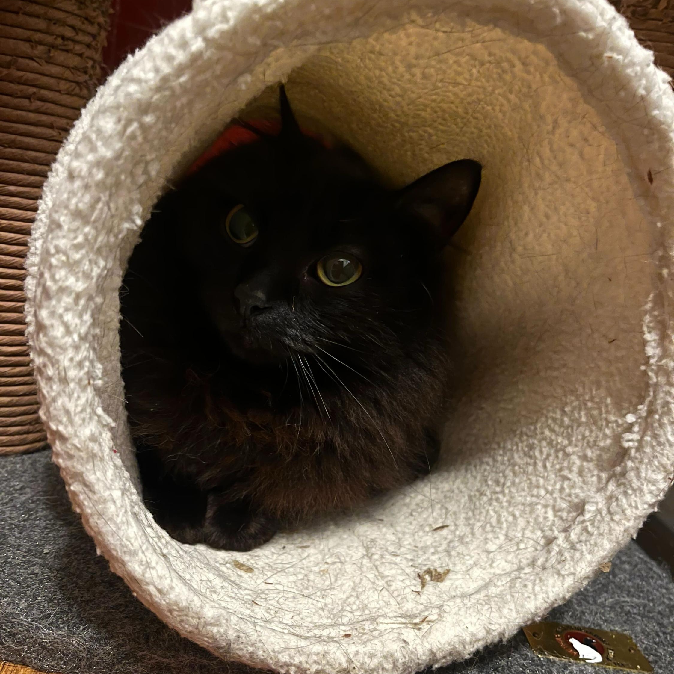 Enlarge Linda and Loonette, a Adoptable Domestic Long Hair in Seattle, WA image 6/6