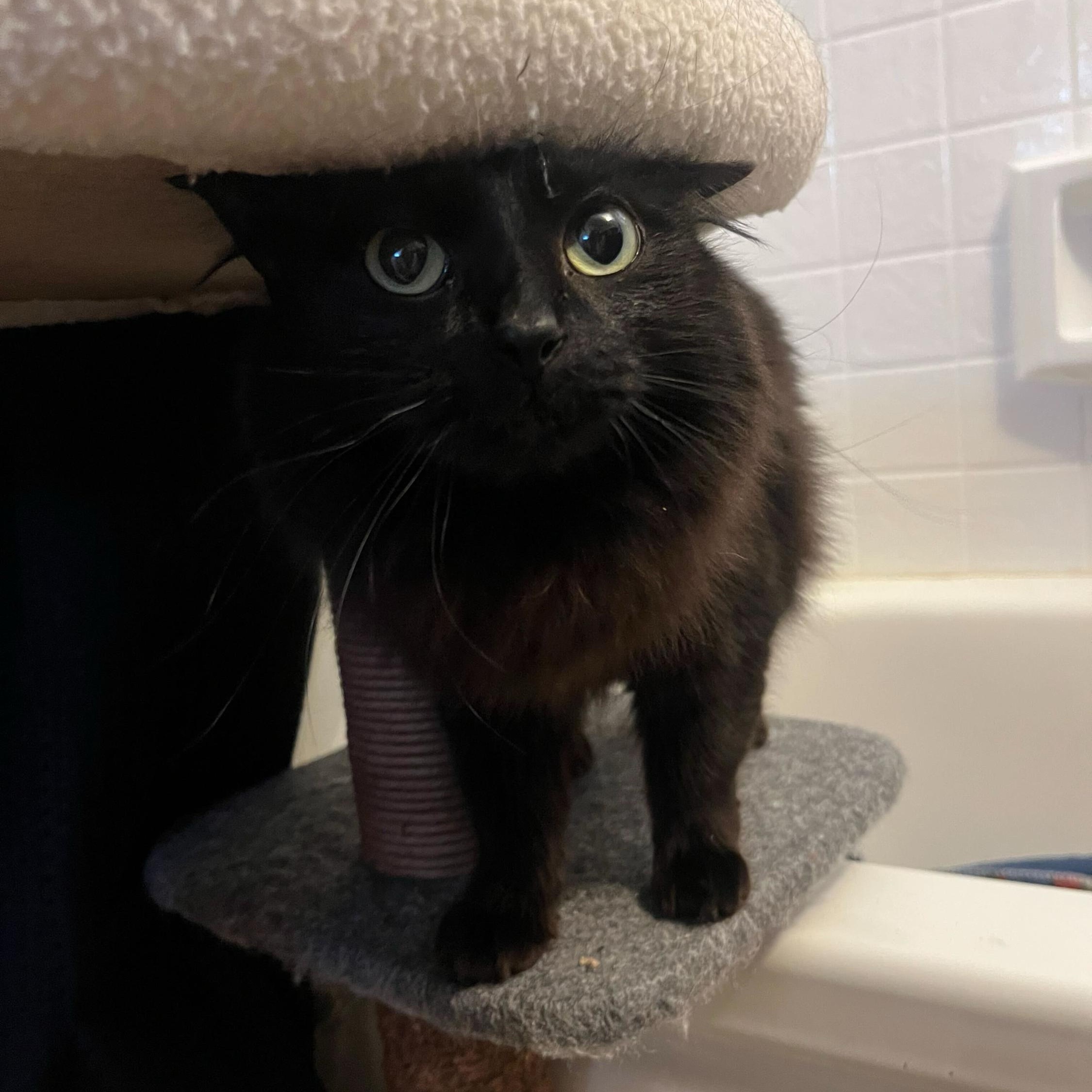 Enlarge Linda and Loonette, a Adoptable Domestic Long Hair in Seattle, WA image 2/6