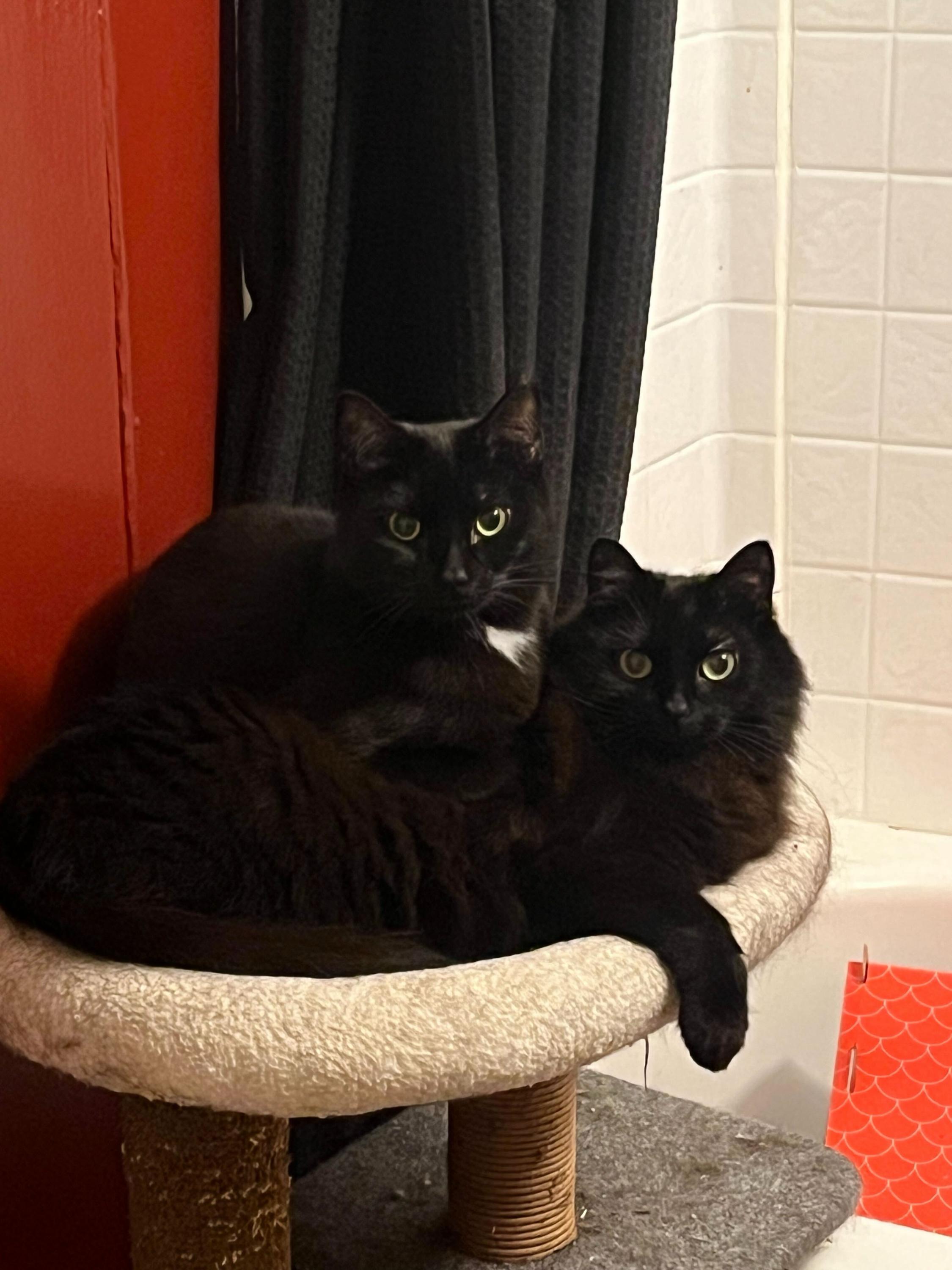 Enlarge Linda and Loonette, a Adoptable Domestic Long Hair in Seattle, WA image 1/6
