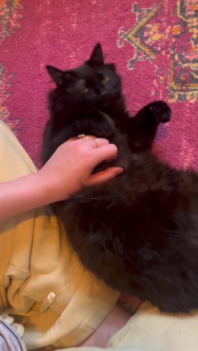 Enlarge Linda and Loonette, an adoptable Domestic Long Hair in Seattle, WA video 4/6