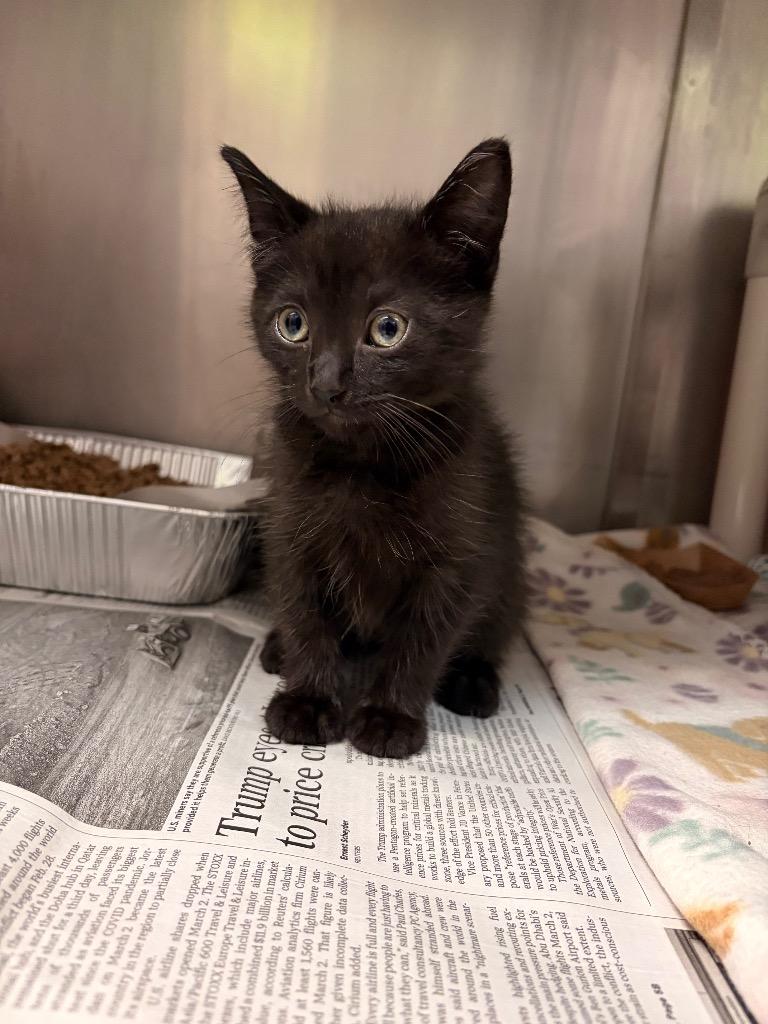 Snap Dragon, Adoptable, Kitten Male Domestic Short Hair.