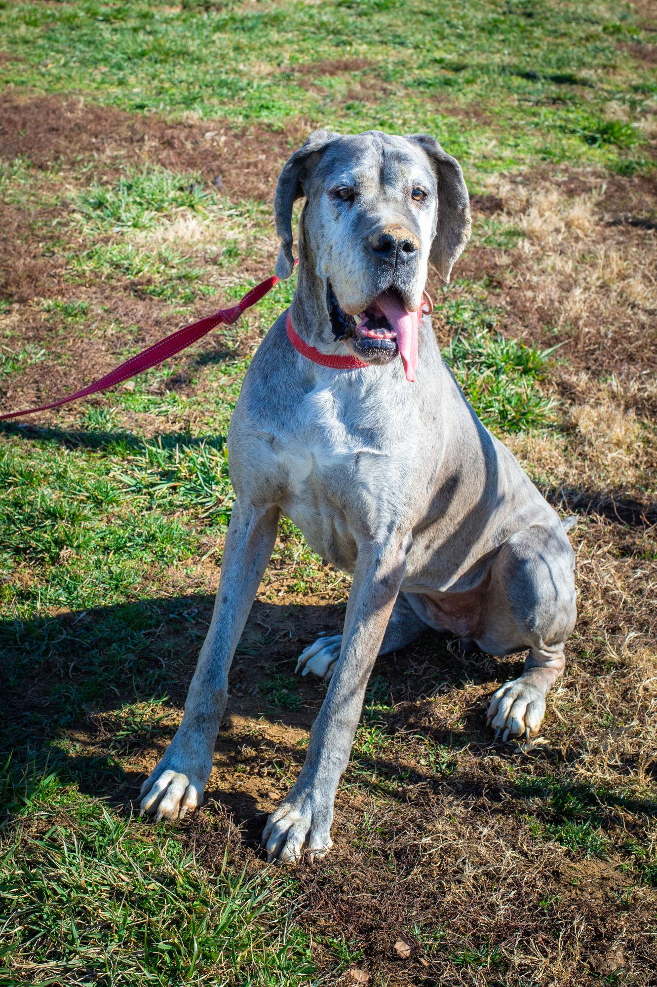 Rajah, Adoptable, Adult Female Great Dane.