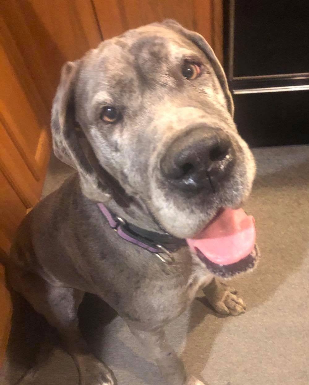 Enlarge Rajah, a Adoptable Great Dane in Chambersburg, PA image 2/3