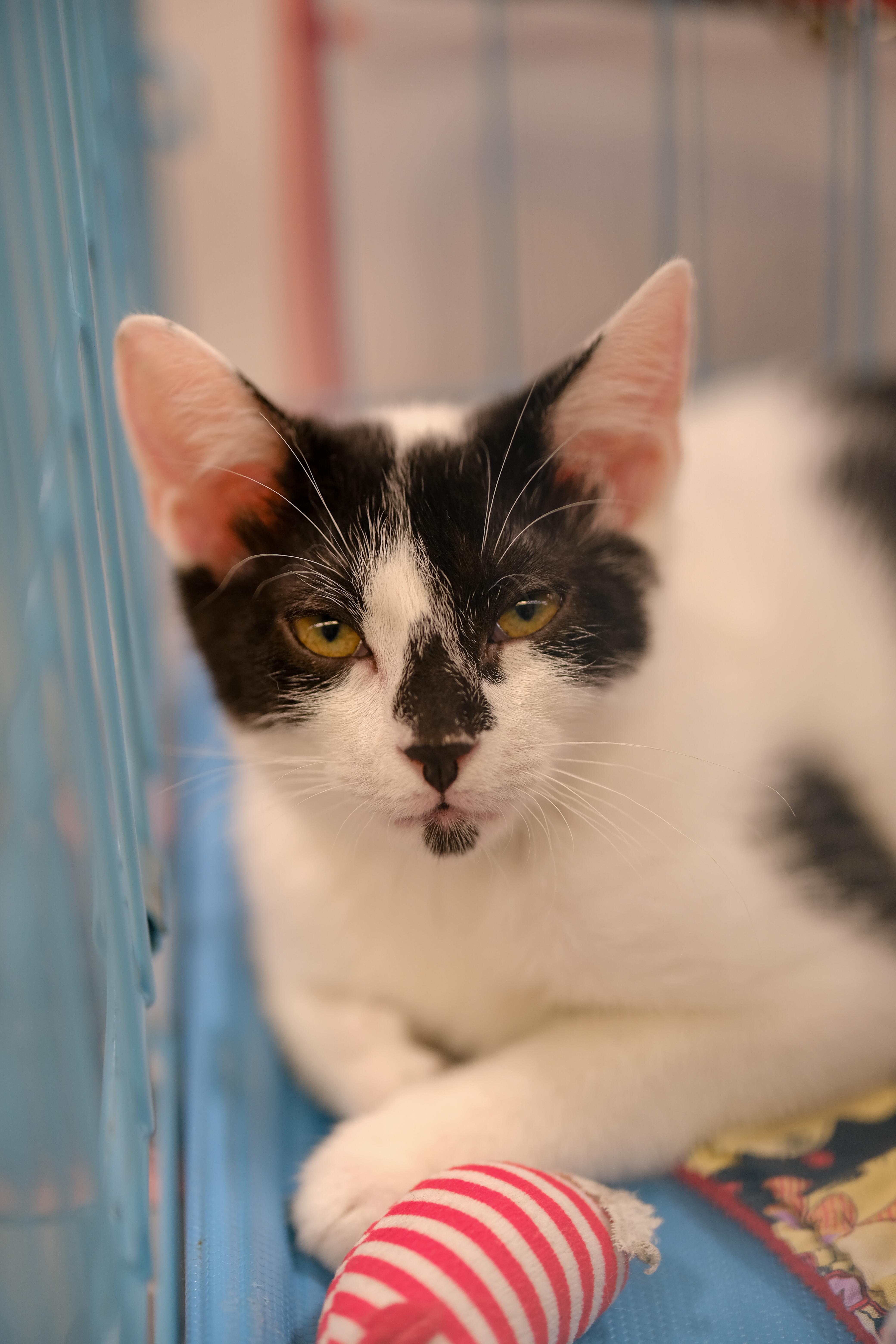 Ross, Baby Male Domestic Medium Hair