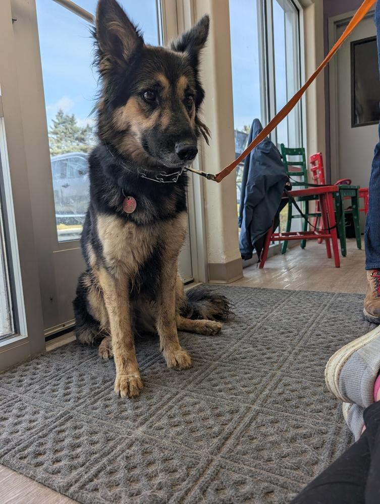 Enlarge Muffin, a Adopted German Shepherd Dog in Suamico, WI image 1/6