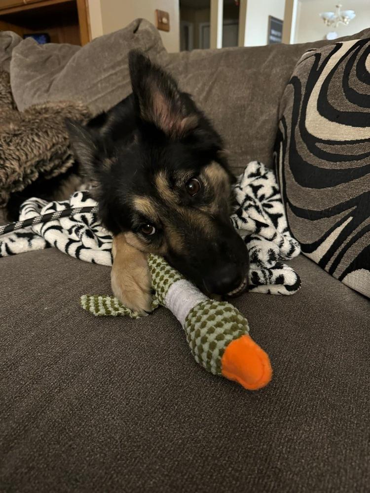 Enlarge Muffin, a Adopted German Shepherd Dog in Suamico, WI image 2/6