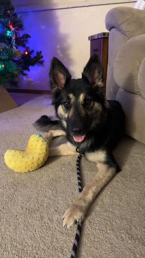 Enlarge Muffin, a Adopted German Shepherd Dog in Suamico, WI image 3/6