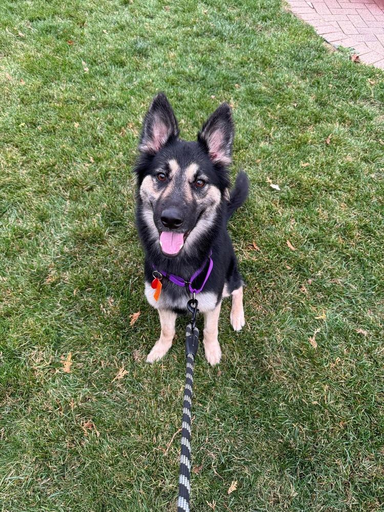 Enlarge Muffin, a Adopted German Shepherd Dog in Suamico, WI image 4/6