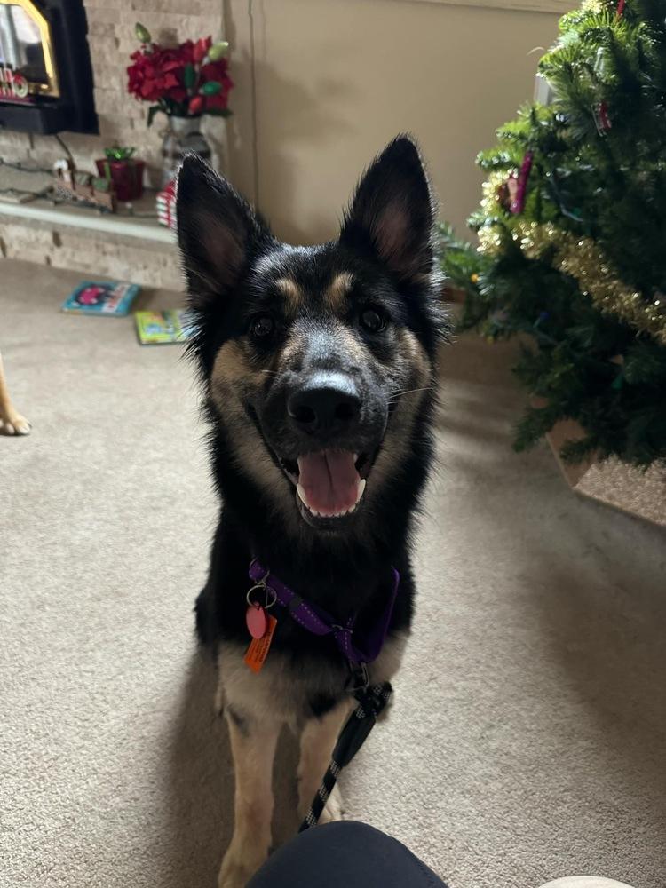 Enlarge Muffin, a Adopted German Shepherd Dog in Suamico, WI image 5/6