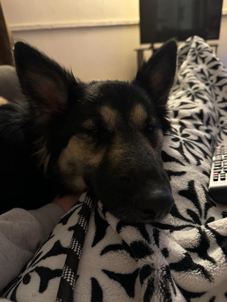 Enlarge Muffin, a Adopted German Shepherd Dog in Suamico, WI image 6/6