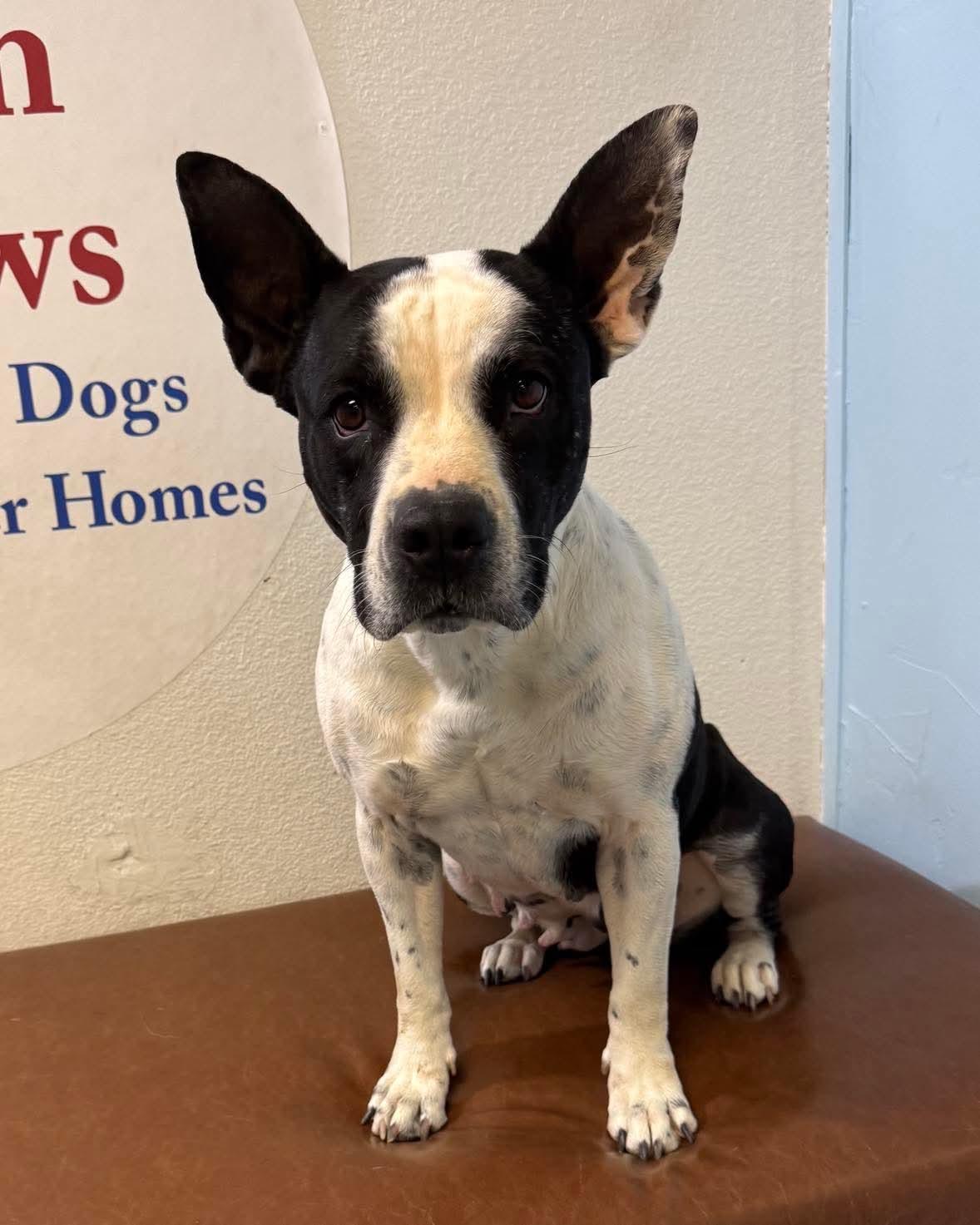 Jelly aka Littles, Young Female unknown