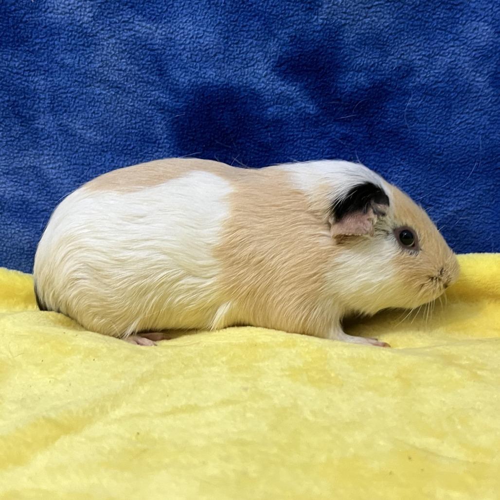 Enlarge Sol (bonded with Saturn), a Adoptable Guinea Pig in Decatur, GA image 1/3