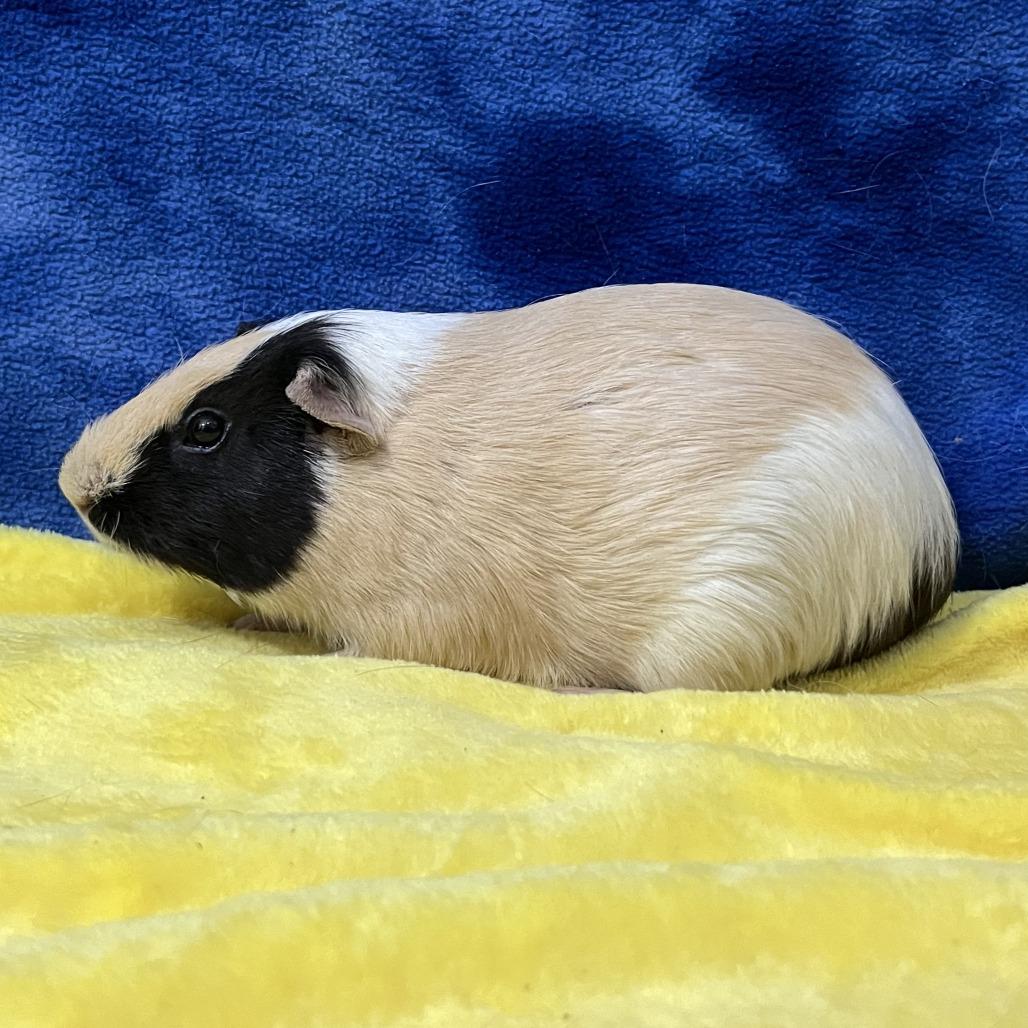 Enlarge Sol (bonded with Saturn), a Adoptable Guinea Pig in Decatur, GA image 2/3