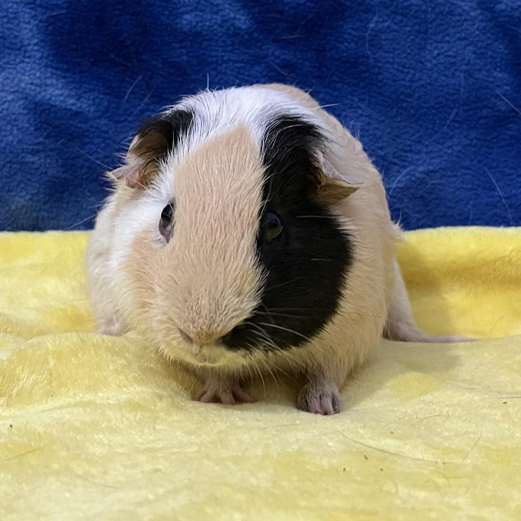 Enlarge Sol (bonded with Saturn), a Adoptable Guinea Pig in Decatur, GA image 3/3