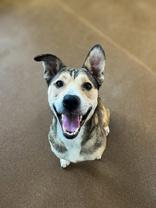 Bella, ADOPTABLE, Adult Female Shepherd.