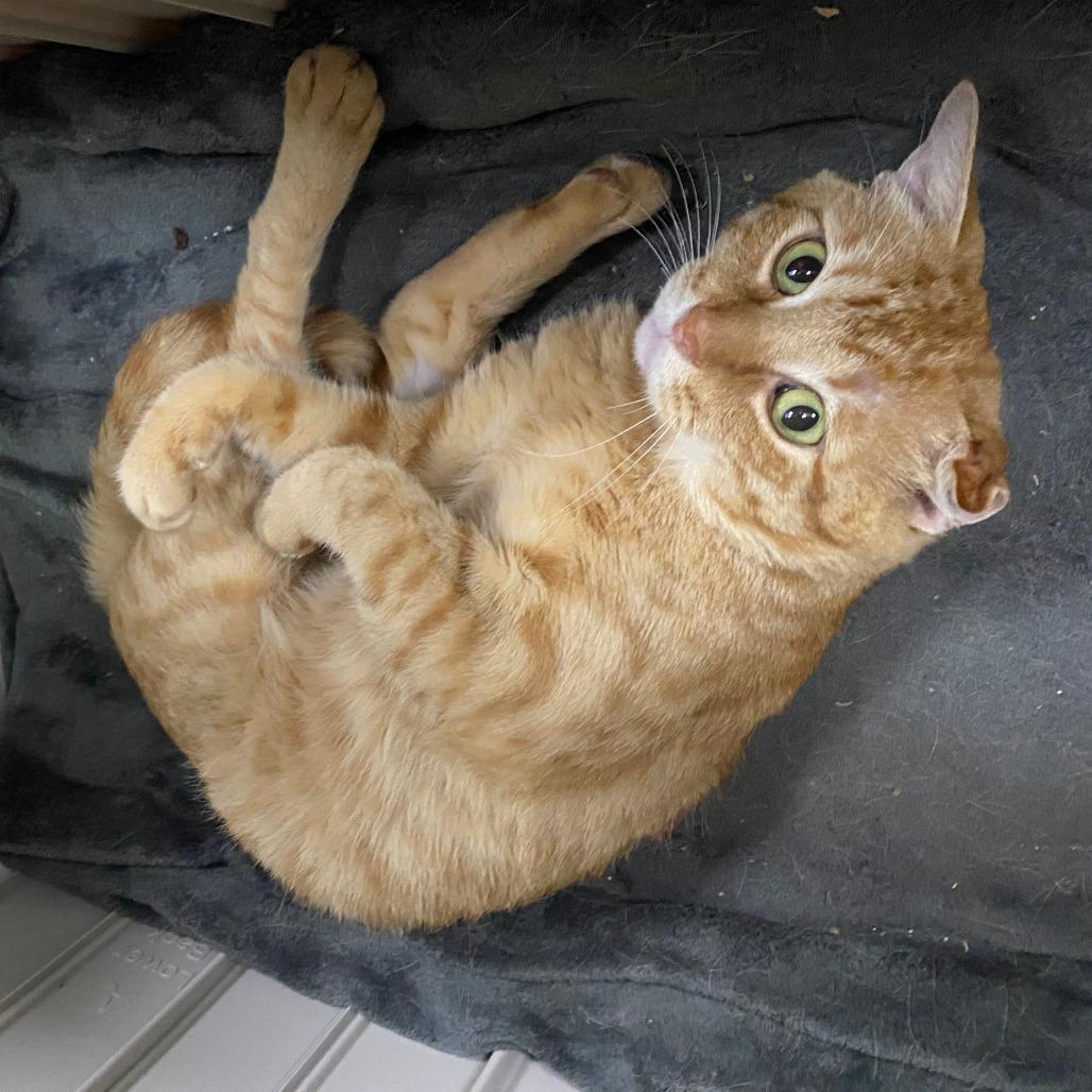 Cove, Adoptable, Adult Male Domestic Short Hair.