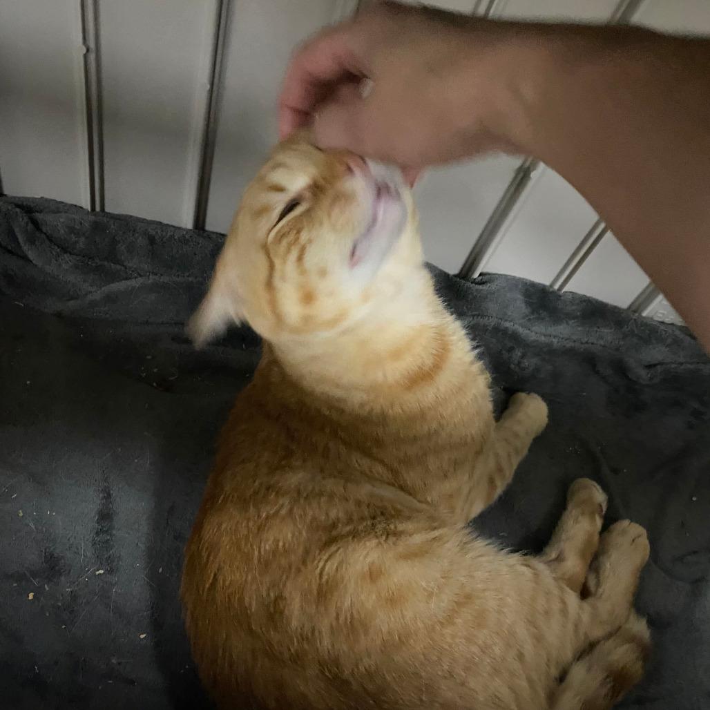 Enlarge Cove, a Adoptable Domestic Short Hair in Grand Rapids, MI image 2/3
