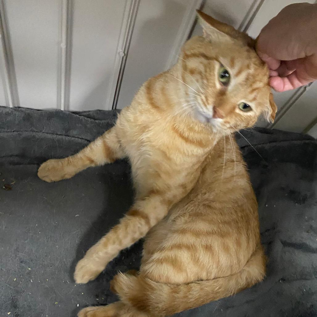 Enlarge Cove, a Adoptable Domestic Short Hair in Grand Rapids, MI image 3/3