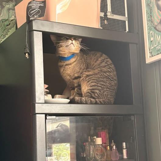 Binky, Adoptable, Young Male Domestic Short Hair.