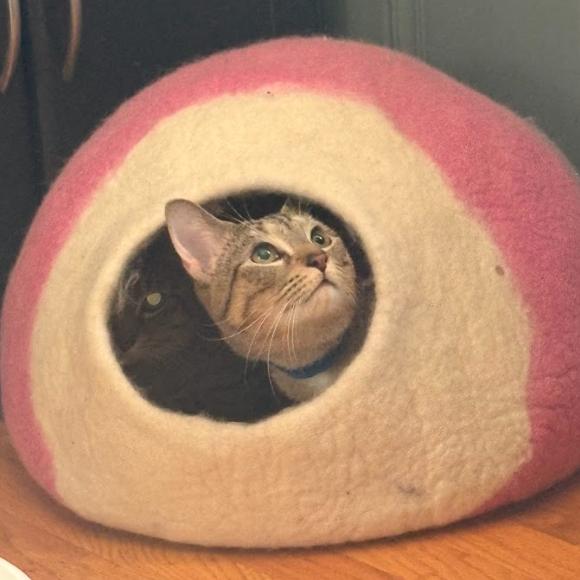 Binky, a Adoptable Domestic Short Hair in Chicago, IL image 3/6