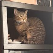 Binky, a Adoptable Domestic Short Hair in Chicago, IL image 4/6