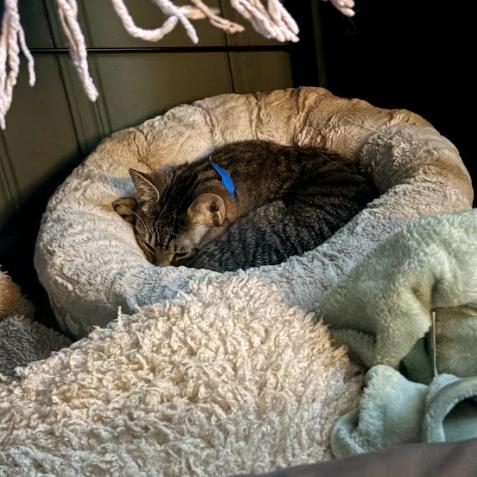 Binky, a Adoptable Domestic Short Hair in Chicago, IL image 5/6