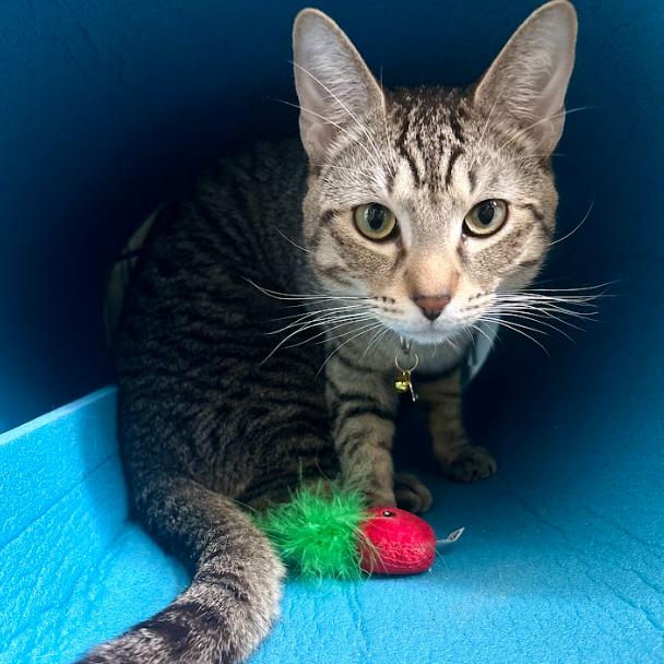Binky, a Adoptable Domestic Short Hair in Chicago, IL image 6/6