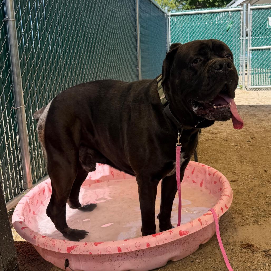 Enlarge Bear, a Adoptable Cane Corso in Conshohocken, PA image 1/6