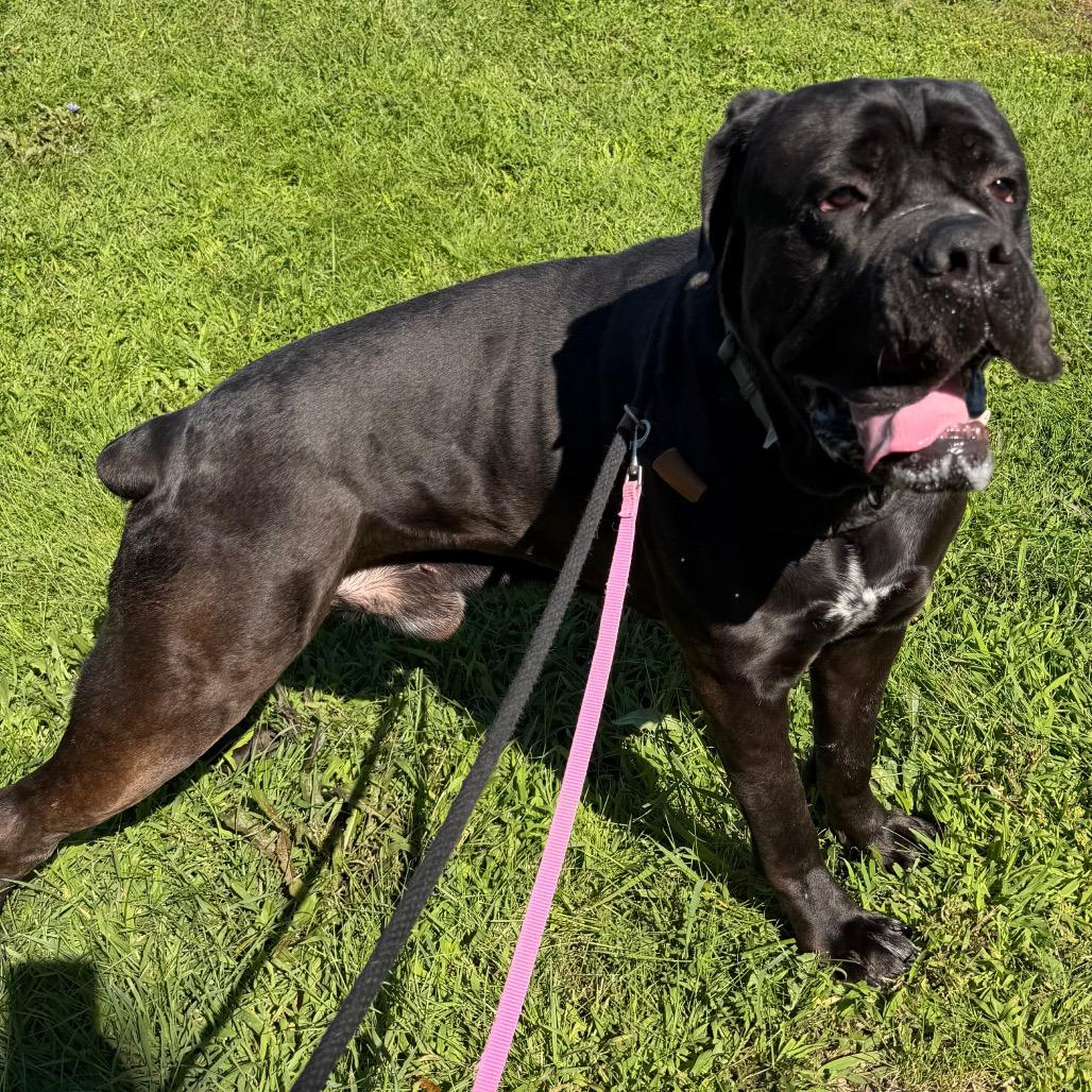 Enlarge Bear, a Adoptable Cane Corso in Conshohocken, PA image 2/6
