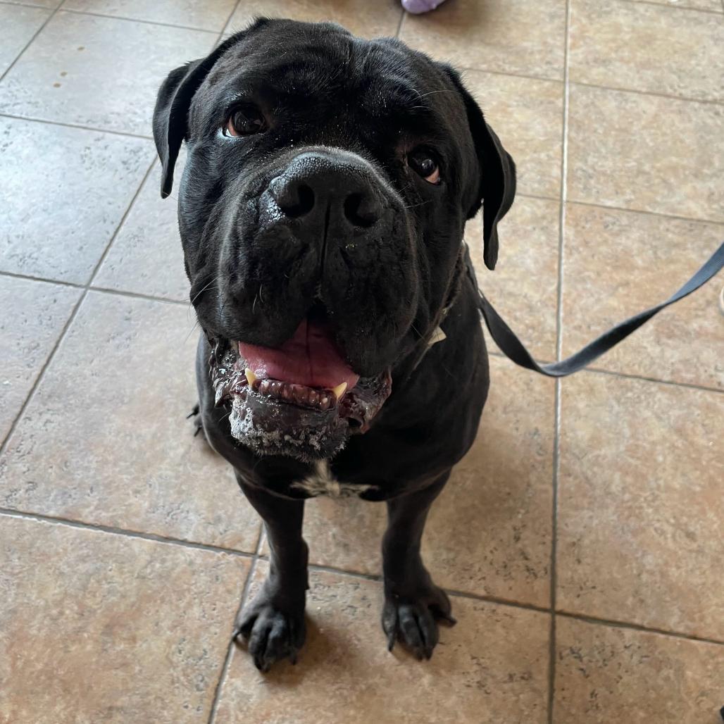 Enlarge Bear, a Adoptable Cane Corso in Conshohocken, PA image 3/6